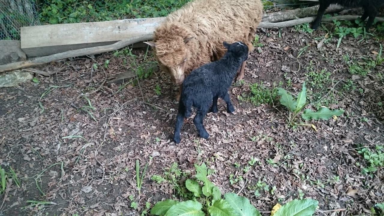 Ferme Familiale Chez Lili Séjour à la ferme